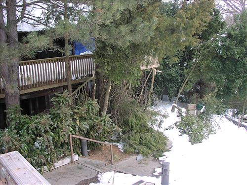 WOTR Storm damage, Blizzard of 2010, and Replacement Trees