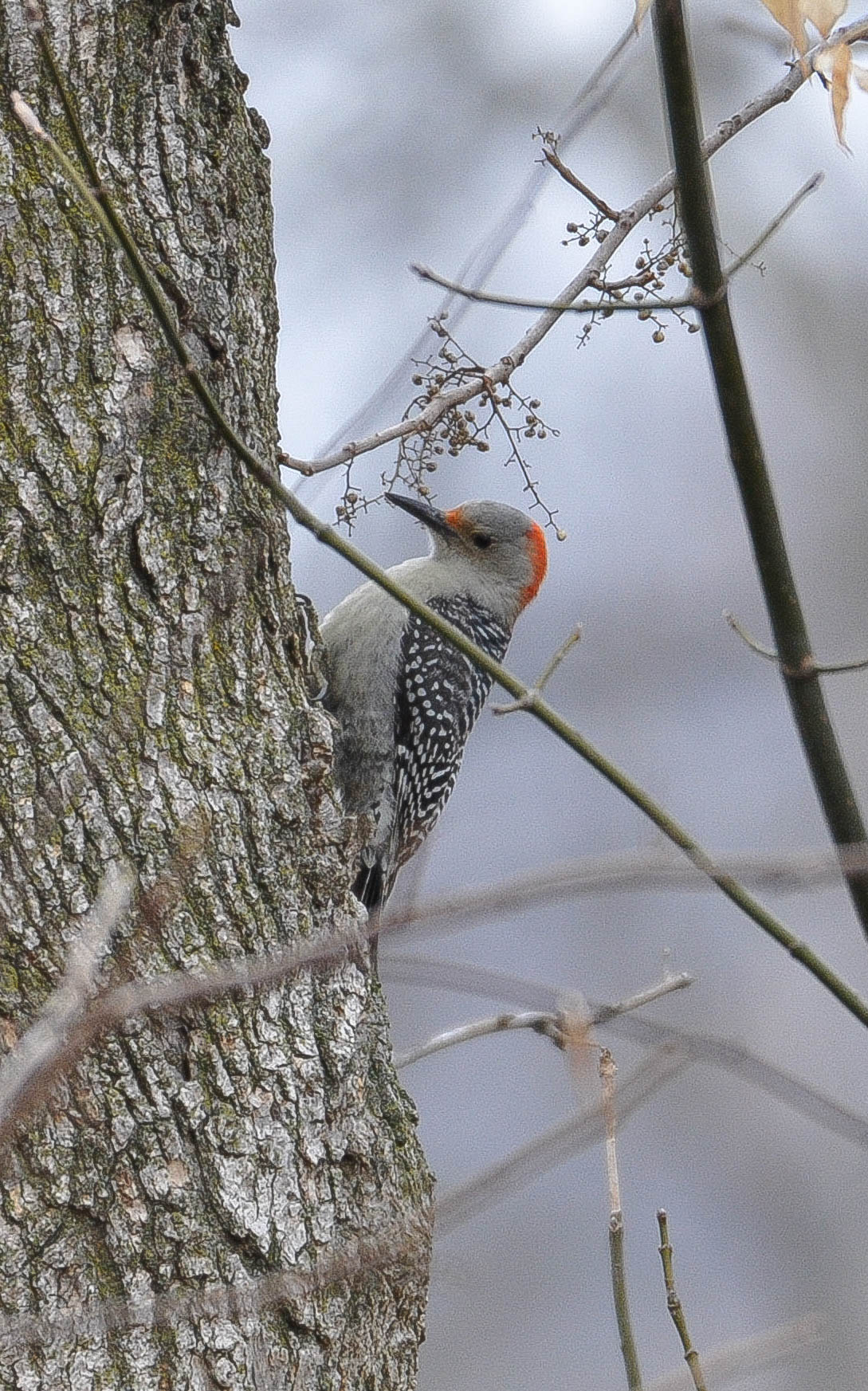 Red-bellied woodpecker