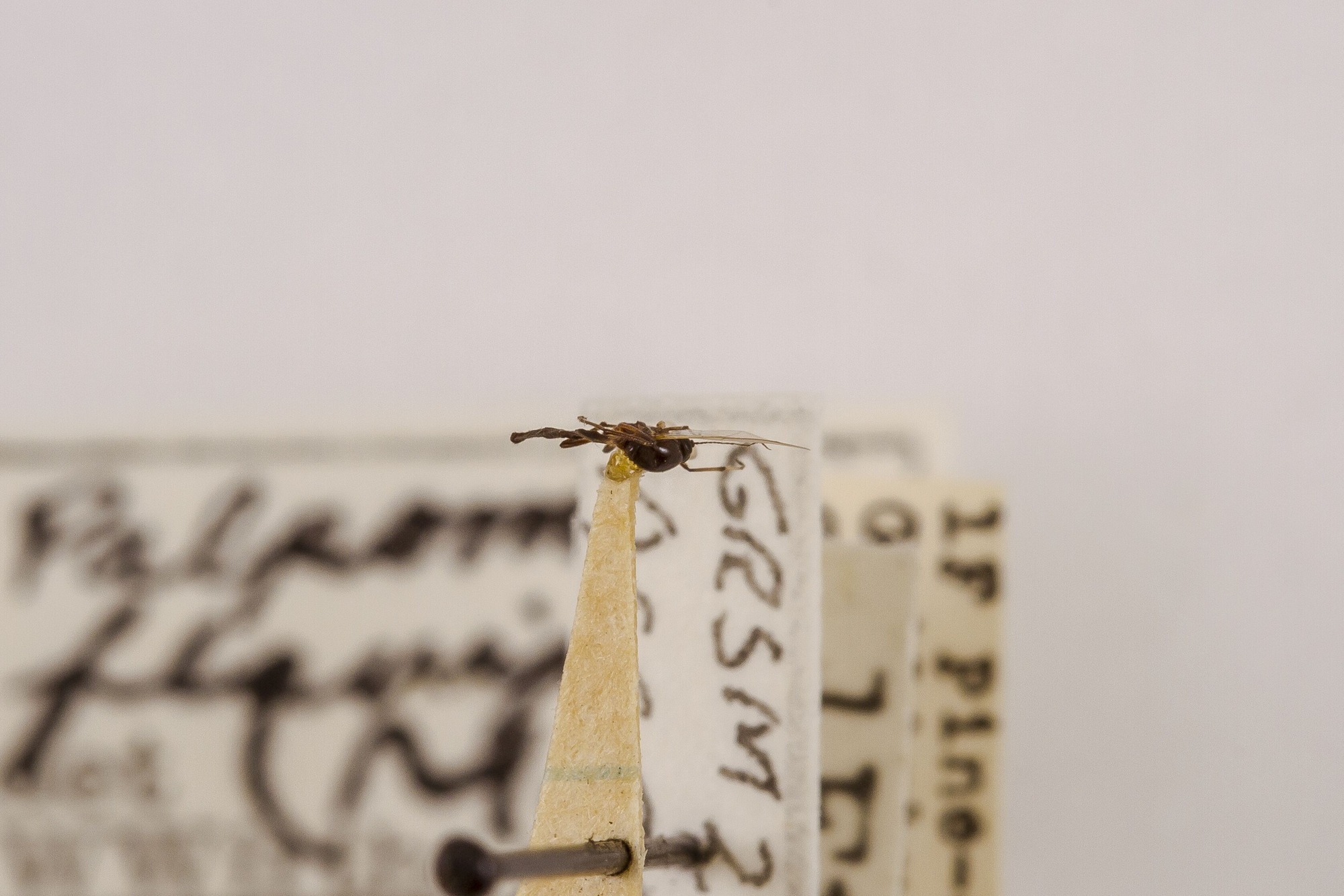 Image of Palpomyia flavipes, a species of Animalia