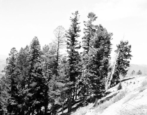 Douglas fir group on a steep slope.