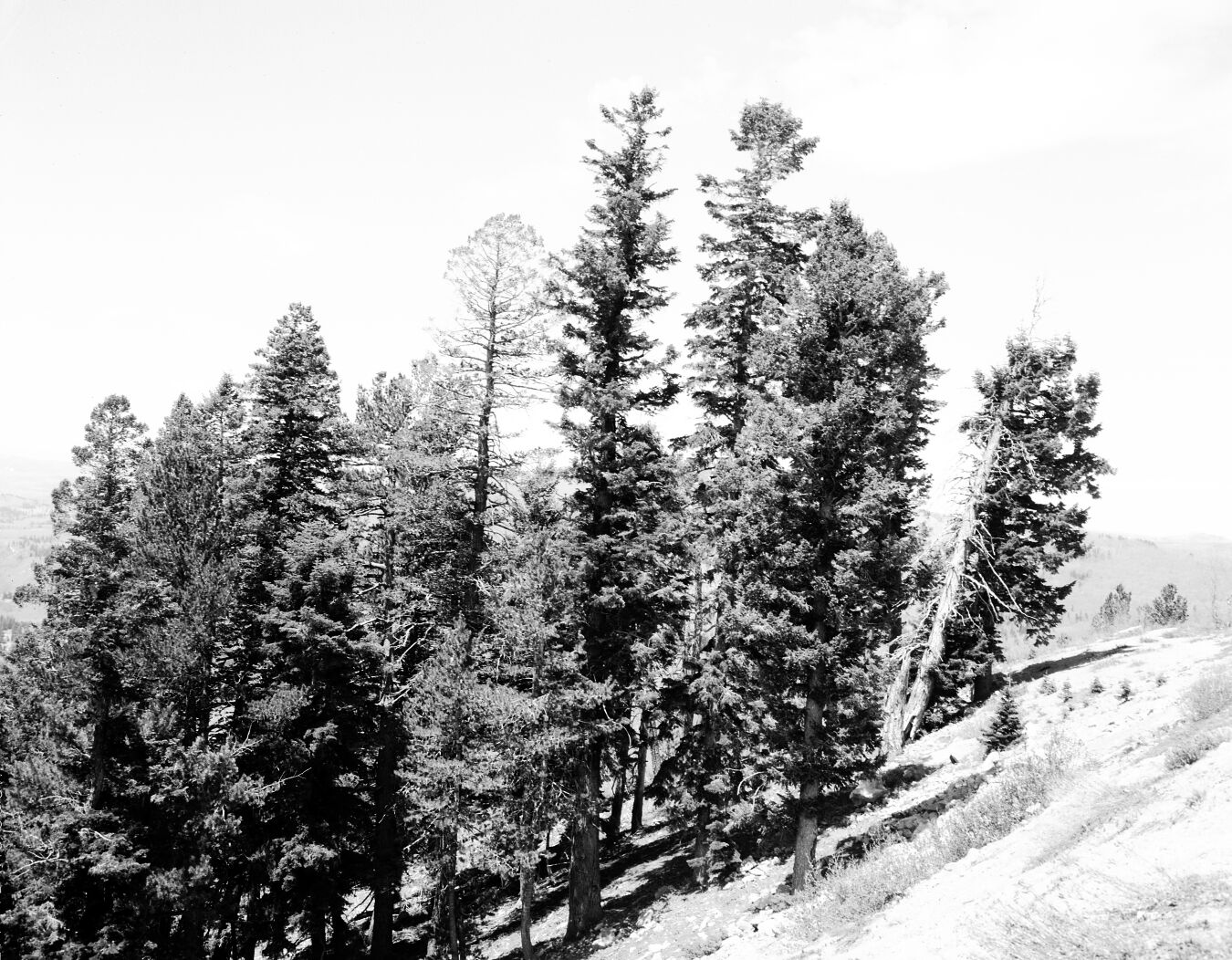 Douglas fir group on a steep slope.