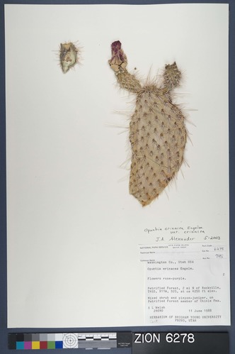 Herbarium Specimen Sheet 6278