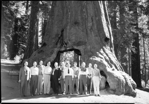 House Public Lands Committee at Wawona Tunnel Tree. Left to Right: 1. Antonio M. Fernandez (New Mexico); 2. N/A; 3. N/A; 4. N/A; 5. Frank A. Barrett (Wyoming); 6. Norris Poulson (Arizona); 7. N/A; 8. Charles H. Russell (Nevada); 9. Richard J. Welch (California); 10. Edward H. Jenison (Illinois); 11. Fred L. Crawford (Michigan)