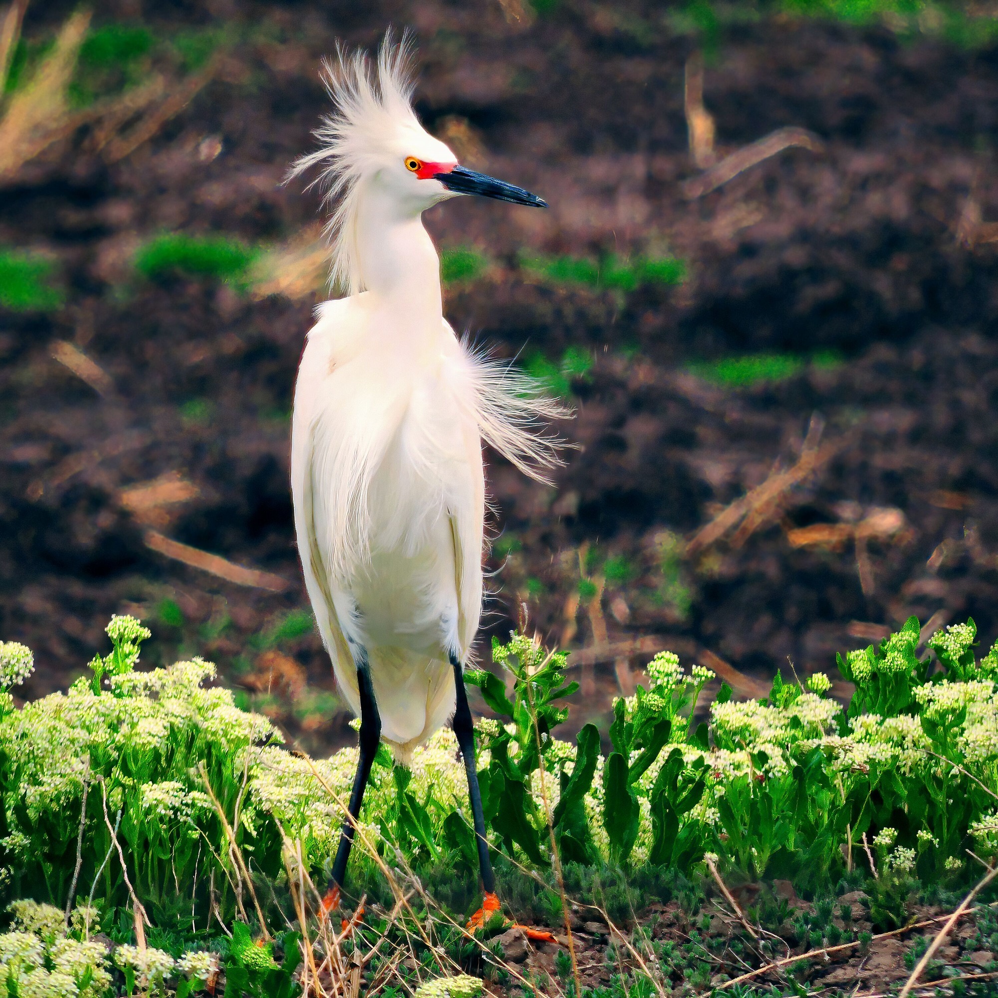 A snowy egret's white color is accented by red and gold eyes, face mask, and feet for breeding season. Its feathery plumage is blowing in the wind. 