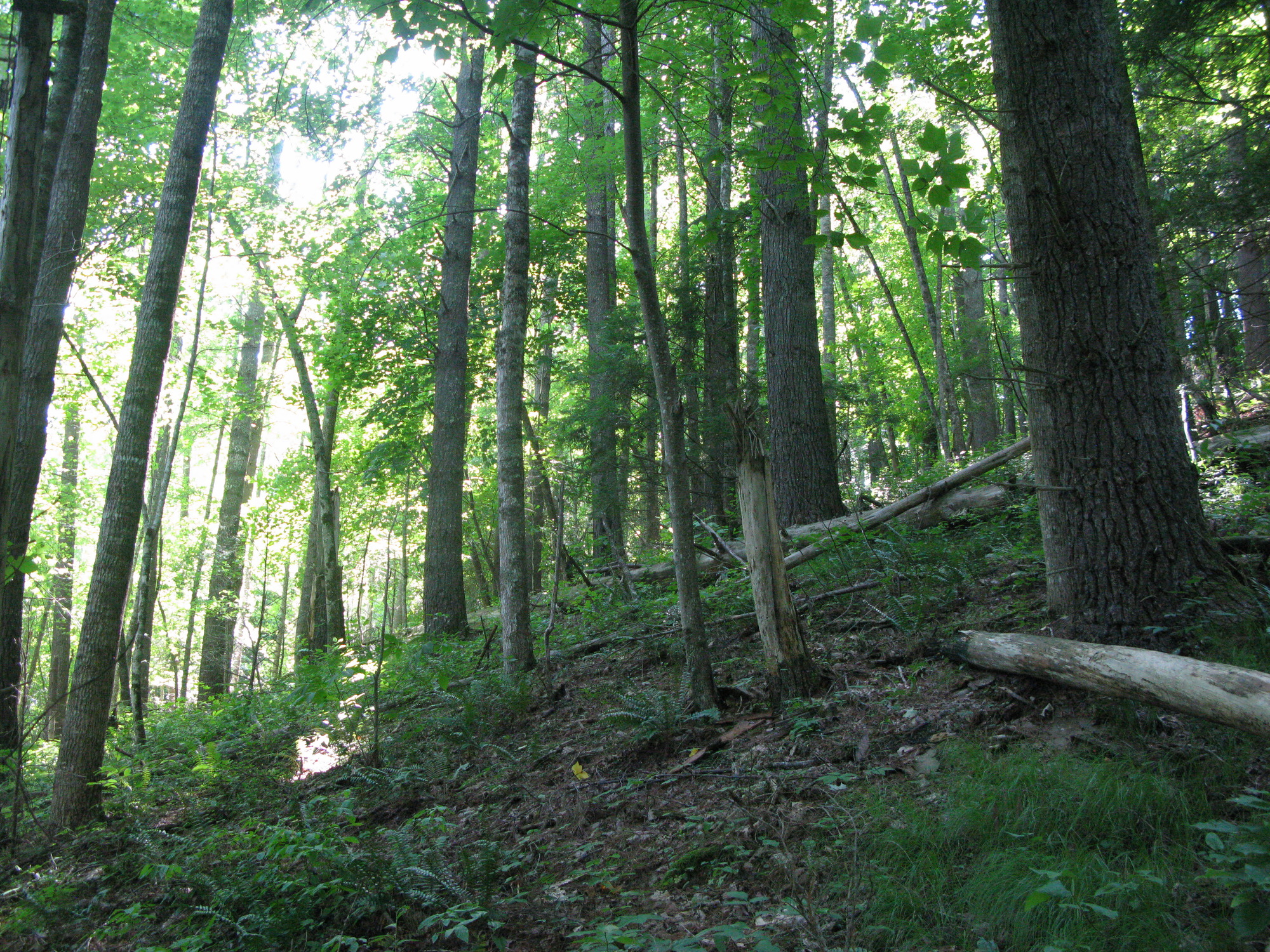 GRSM Accuracy Assessment. Plot Code: GRSM_AA_0966_5