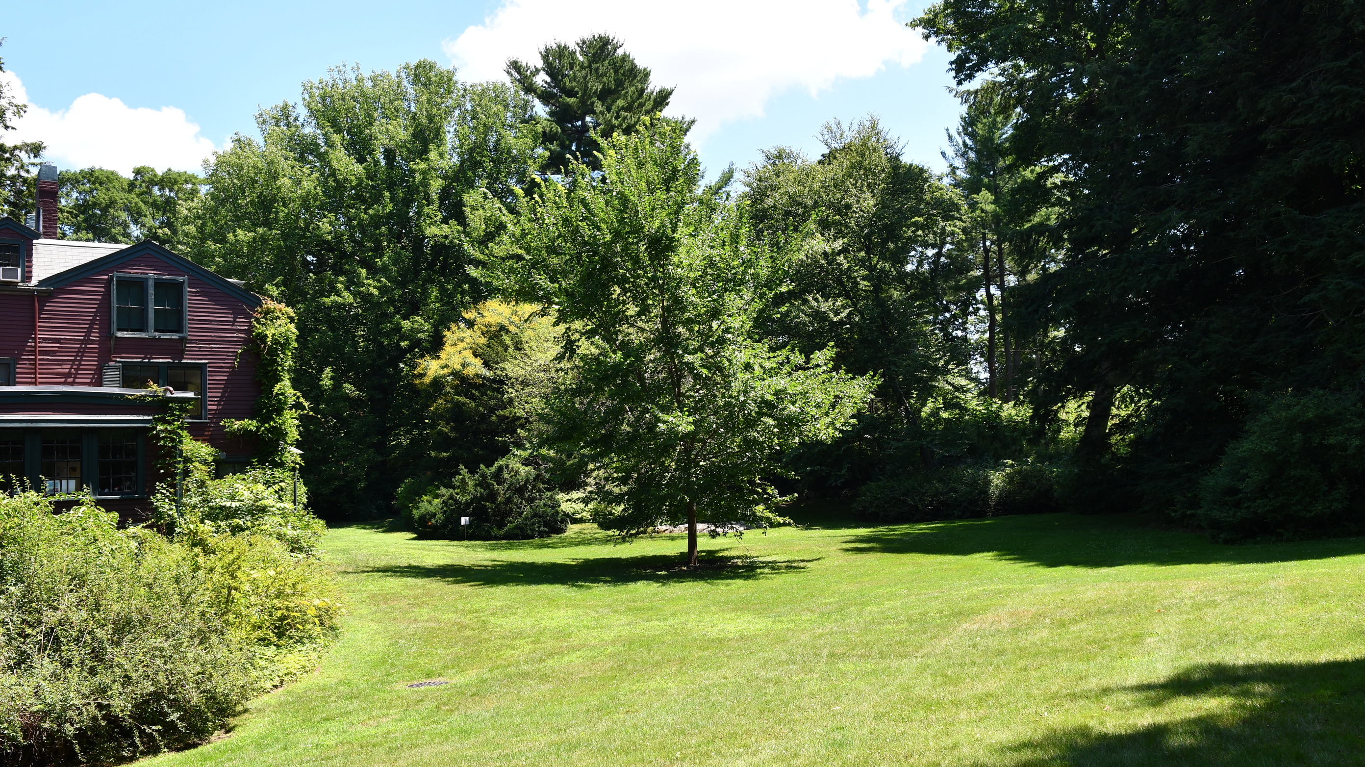 Large grassy area next to home with trees on edges, and one in middle. 