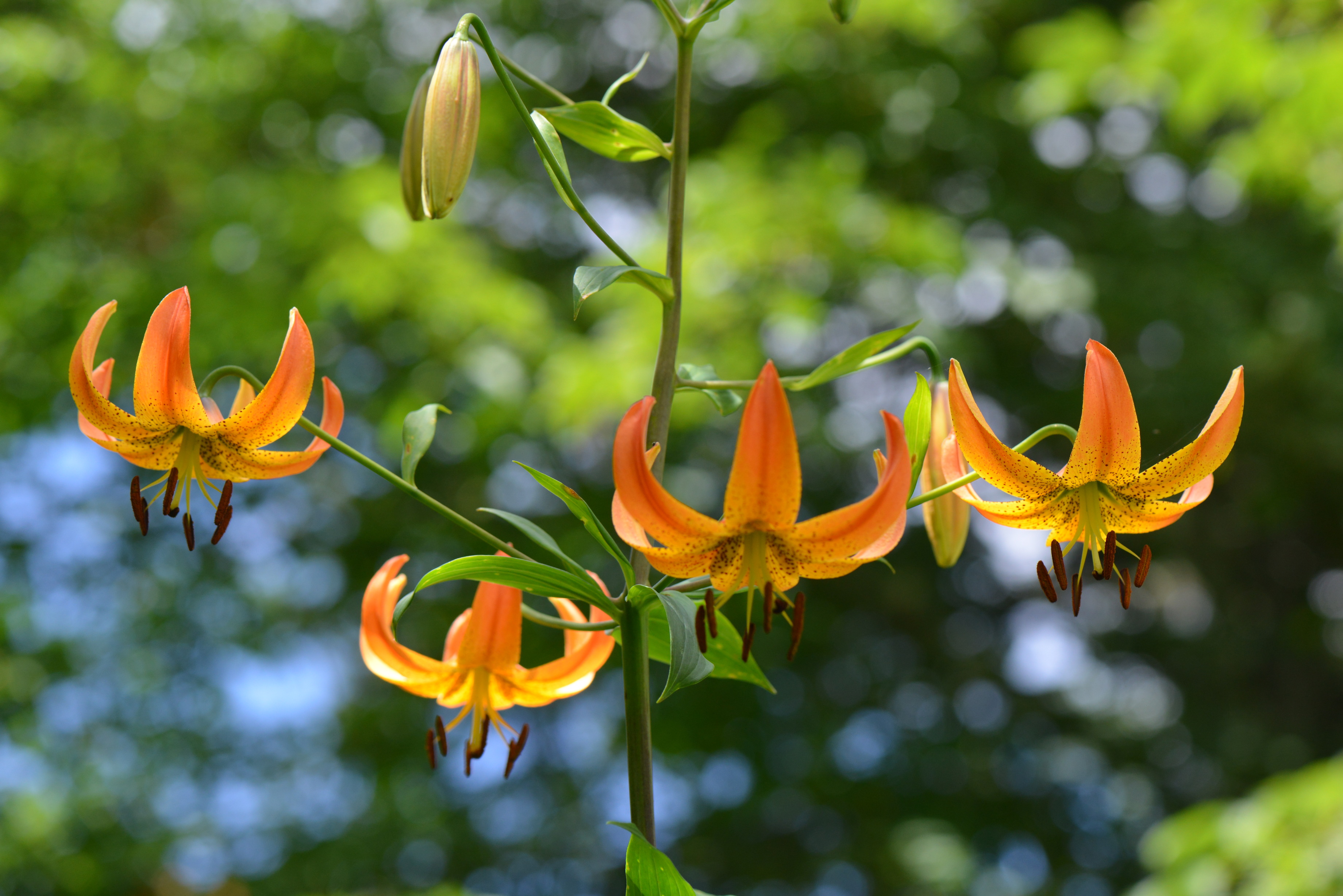 Turk's-cap Lily (Lilium superbum)