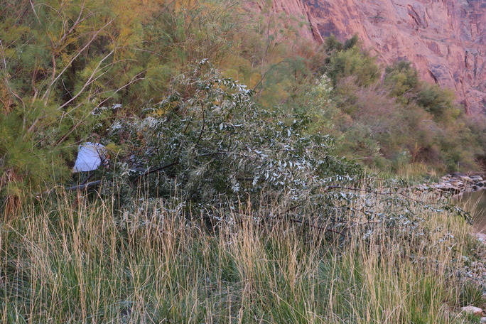 NPS staff is crouched on a hillside surrounded by trees and tall grass. 