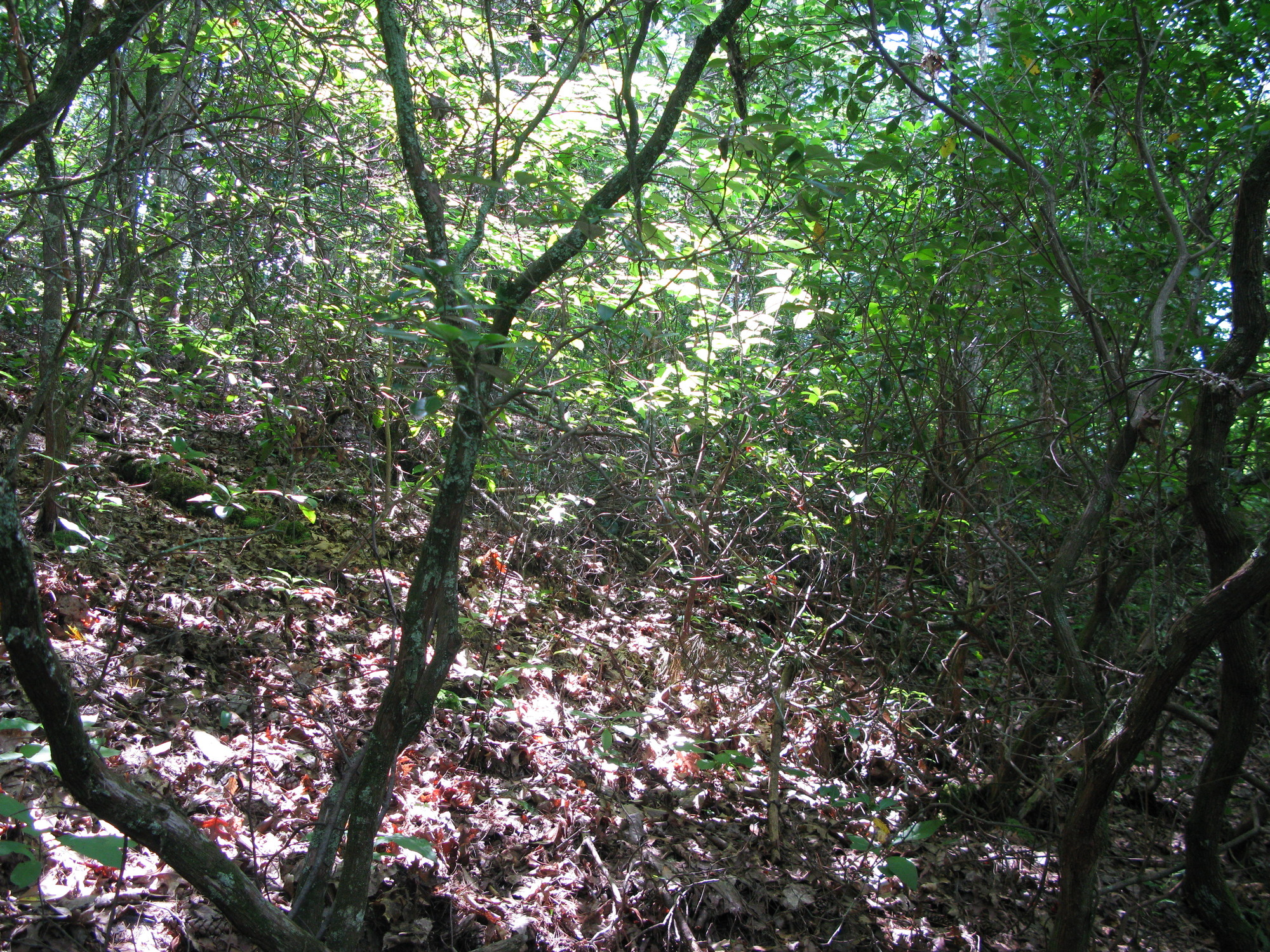 GRSM Accuracy Assessment. Plot Code: GRSM_AA_0062_4