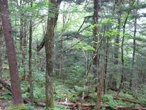 GRSM Accuracy Assessment. Plot Code: GRSM_AA_0086_6