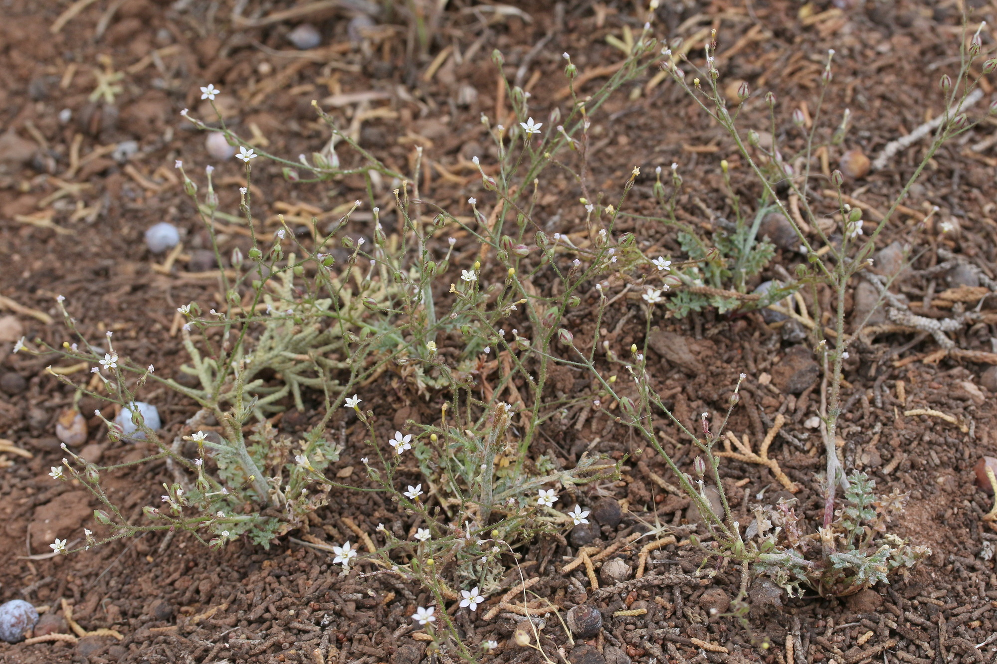 Gilia inconspicua, Shy gilia