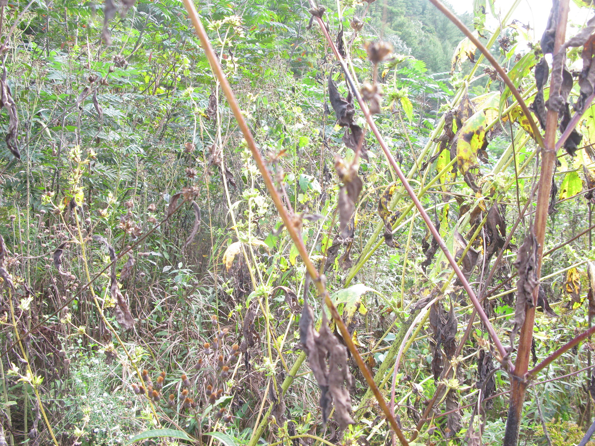 GRSM Accuracy Assessment. Plot Code: GRSM_AA_0614_4