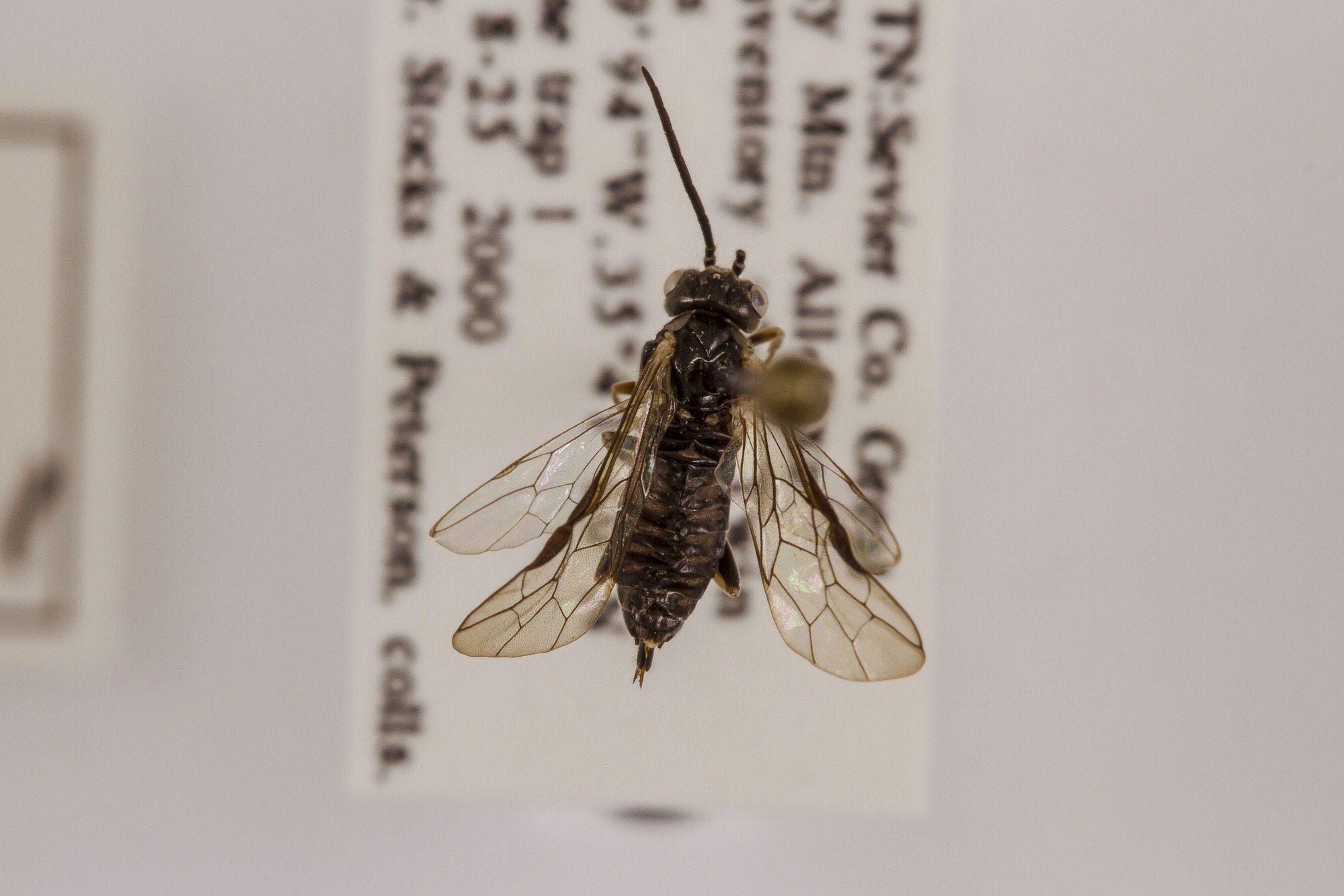 Image of Empria maculata, a species of Animalia