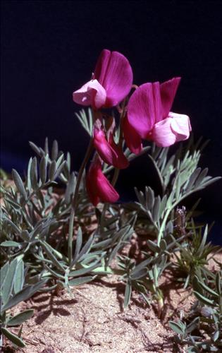 Badlands Flowers: Red, Pink, Blue