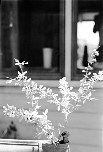 Leaves and branches of Lycium pallidum.