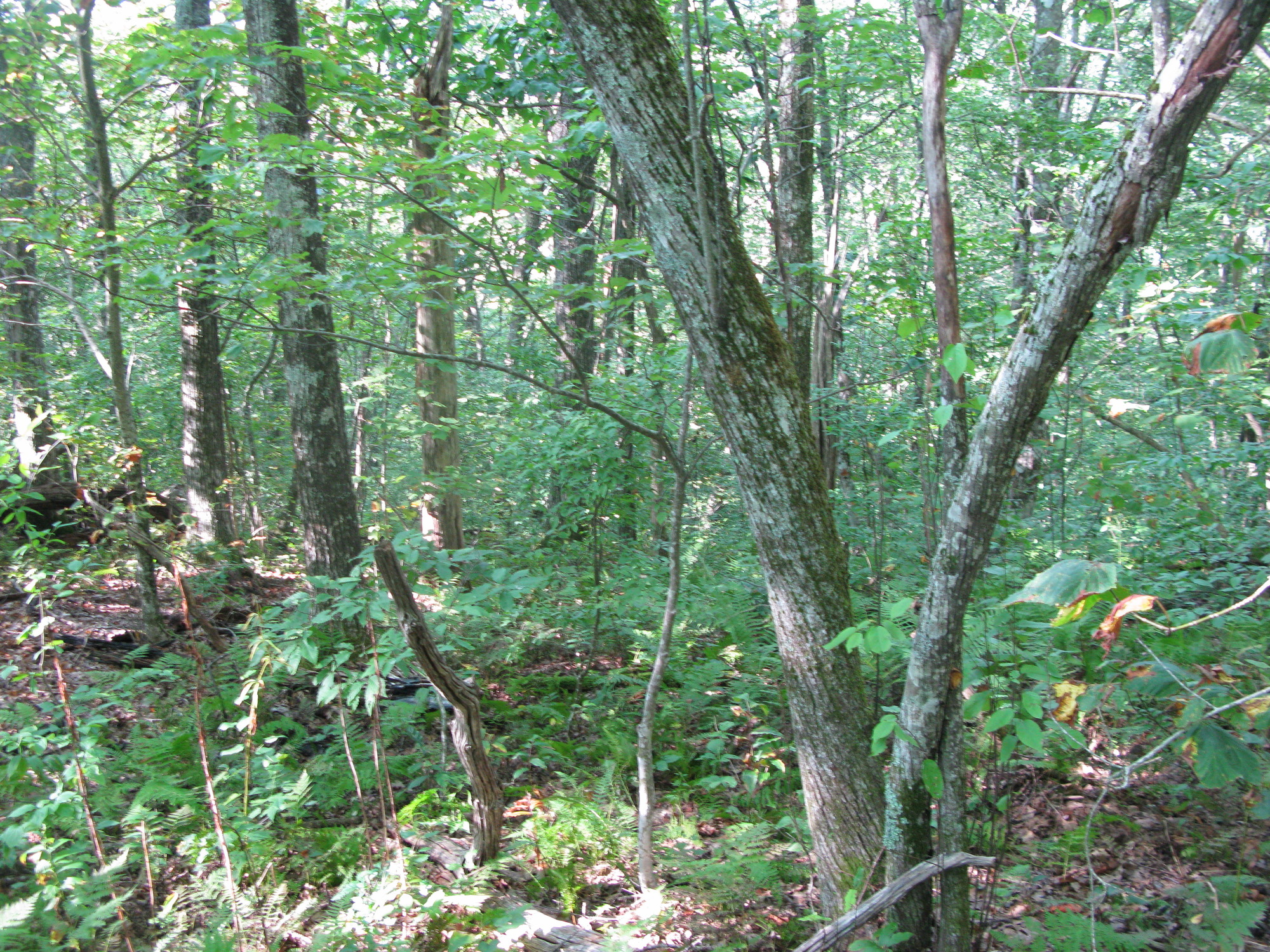 GRSM Accuracy Assessment. Plot Code: GRSM_AA_0249_2