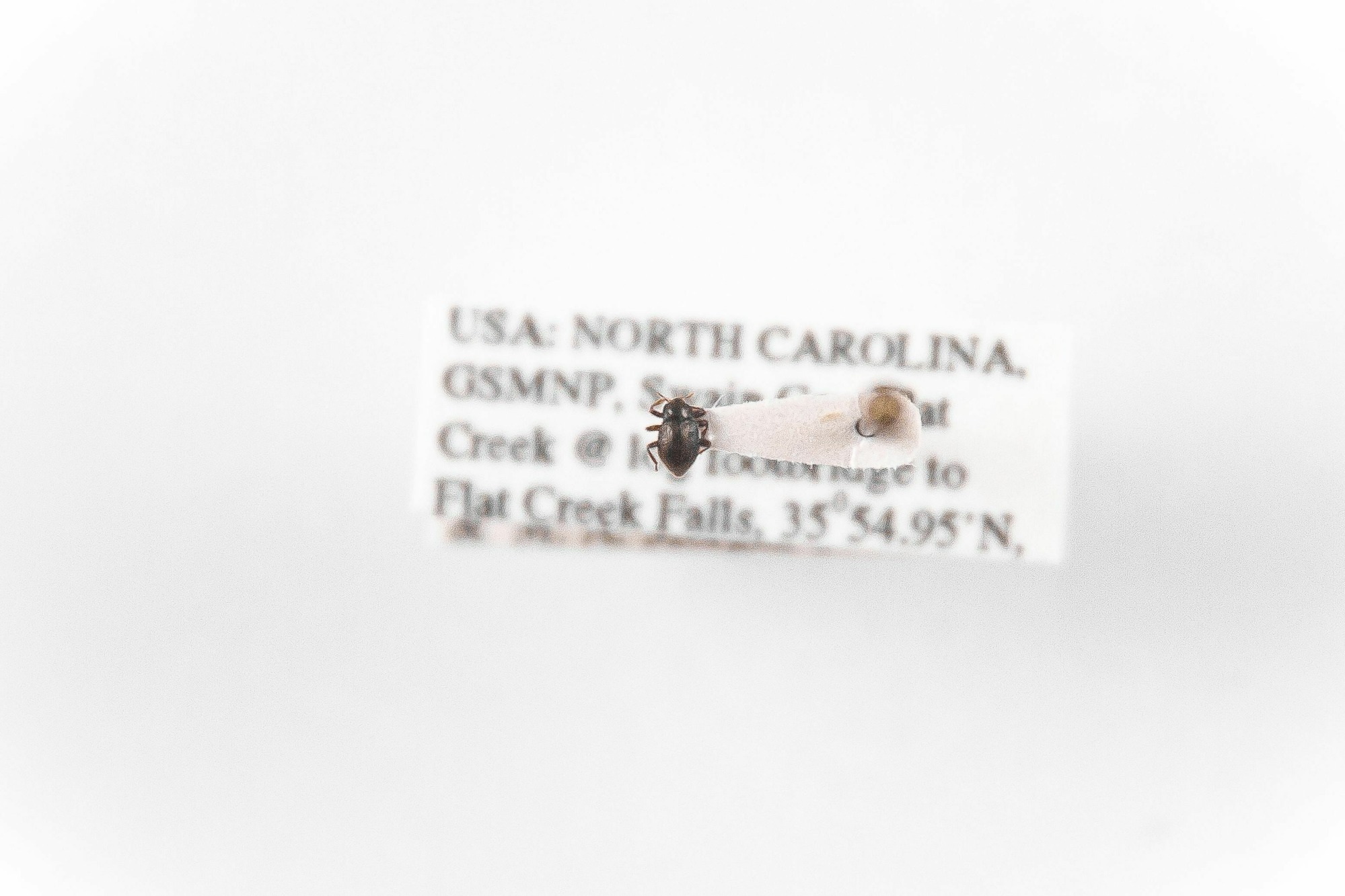 Image of Optioservus ovalis, a species of Animalia