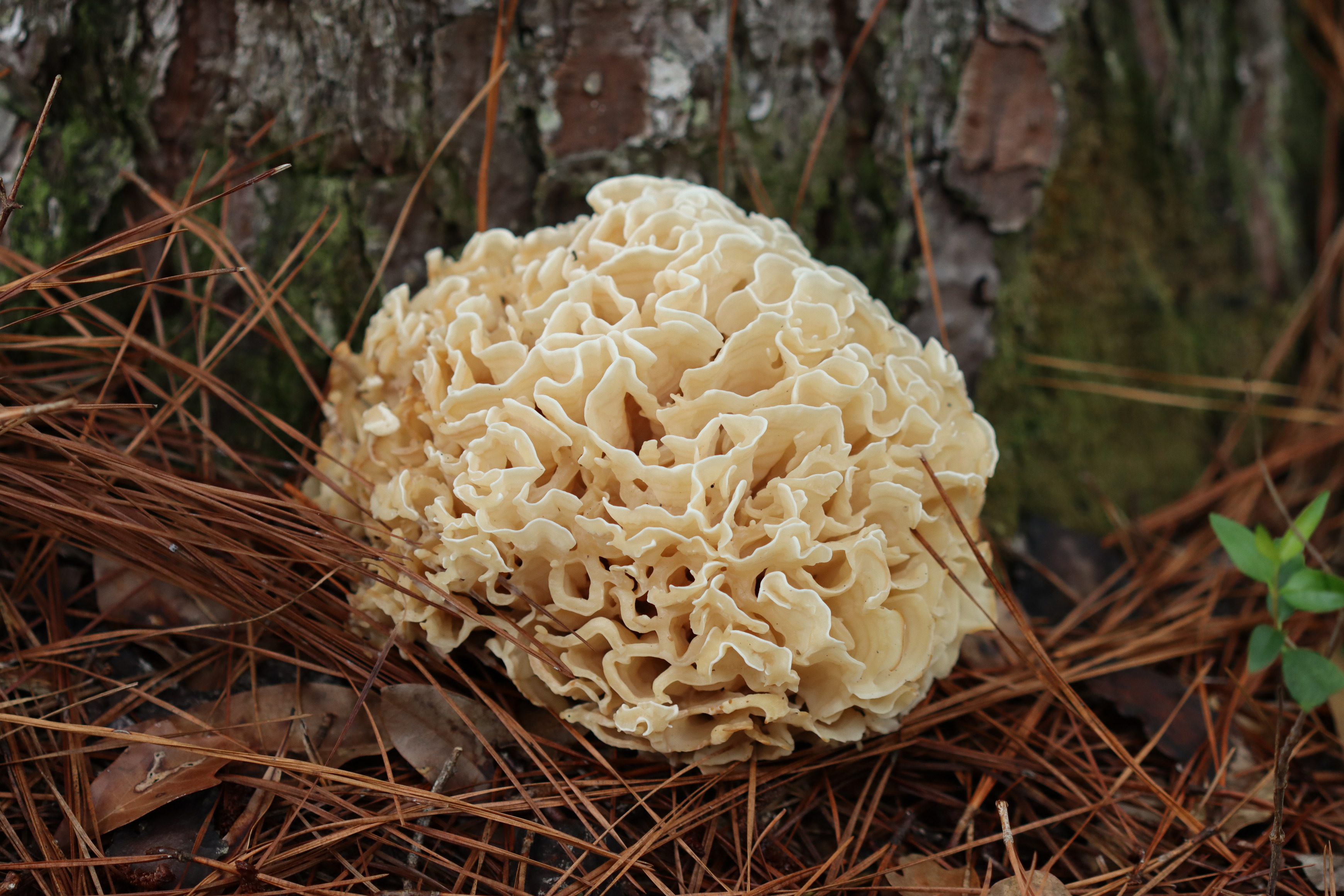 A cream-colored mushroom shaped like a brain growing next to a pine tree and needles
