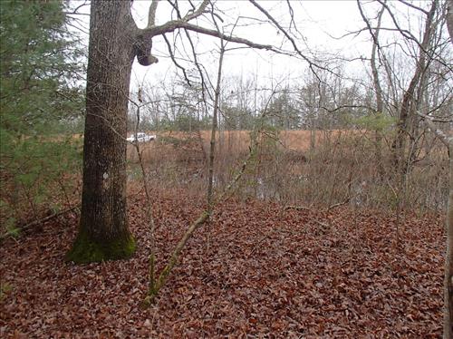 Trees growing on the dams at Big South Fork NRRA in 2013.