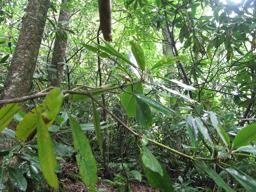 GRSM Accuracy Assessment. Plot Code: GRSM_AA_0767_5