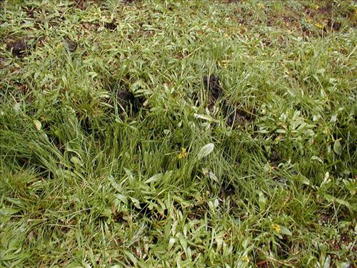 Meadow impacts near camp used by Cottonwood Pack Station at Lower Rock Creek Xing, Sequoia and Kings Canyon National Park