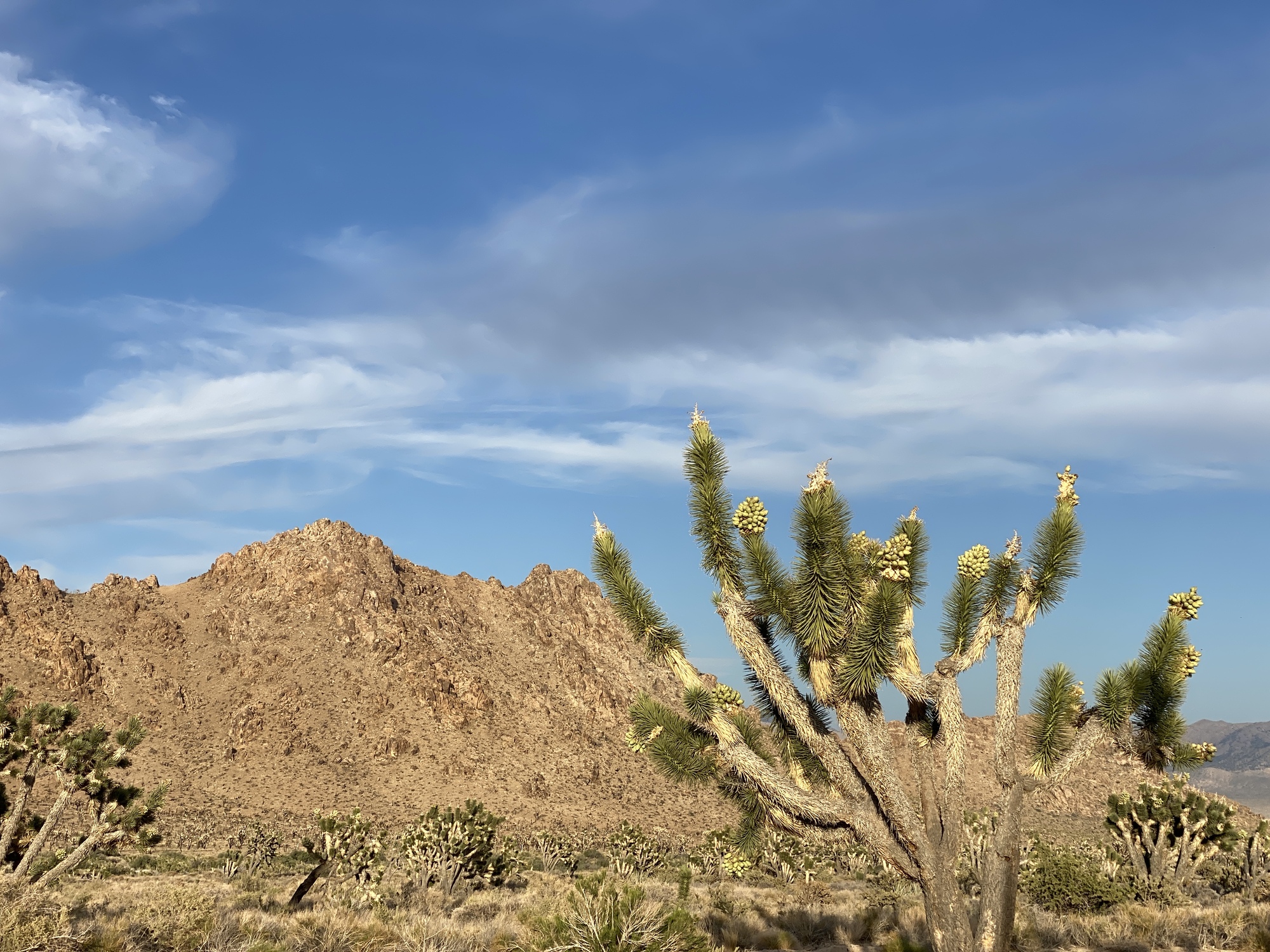 A midday image of mountains, blue sky and a Joshua tree forest