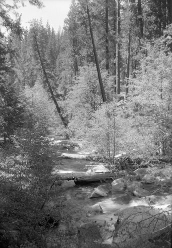 Writing found on back of photo: "Alders brilliant in sunshine on the South Fork of the Tuolumne River. Soon another foot - log will span the stream - another convenience for fishermen."