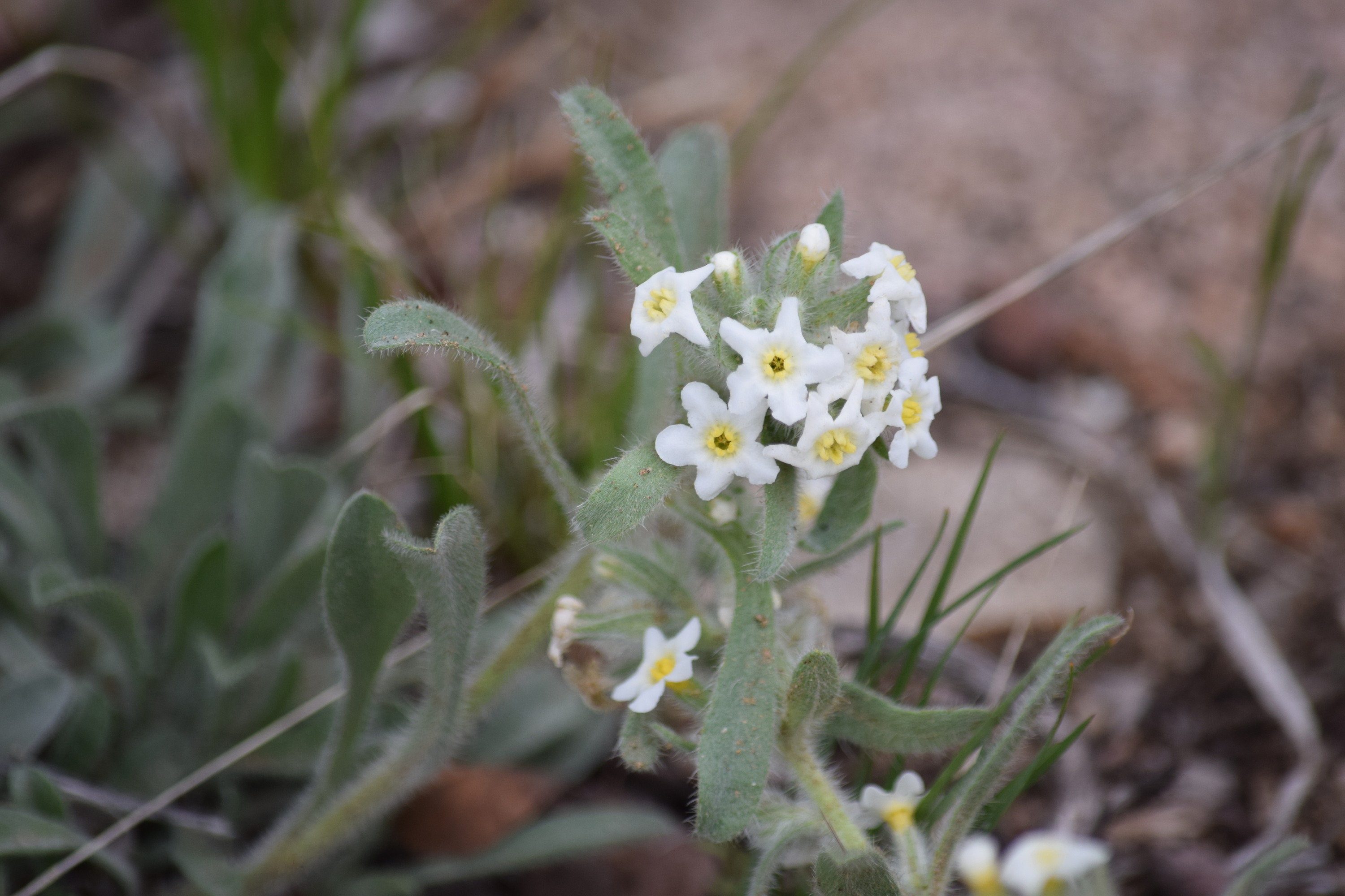 Fuzzy green plant and leaves with small white five-petaled flowers and yellow centers