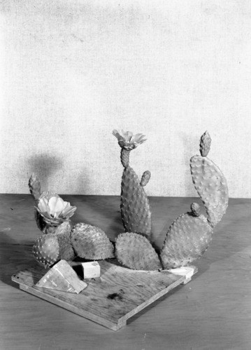 Diorama exhibit. Wax reproduction of prickly pear cactus, Opuntia microdasys. Created by Civilian Conservation Corps (CCC) workers at the Western Museum Laboratory (WML) on Fulton Street, Berkeley, California.