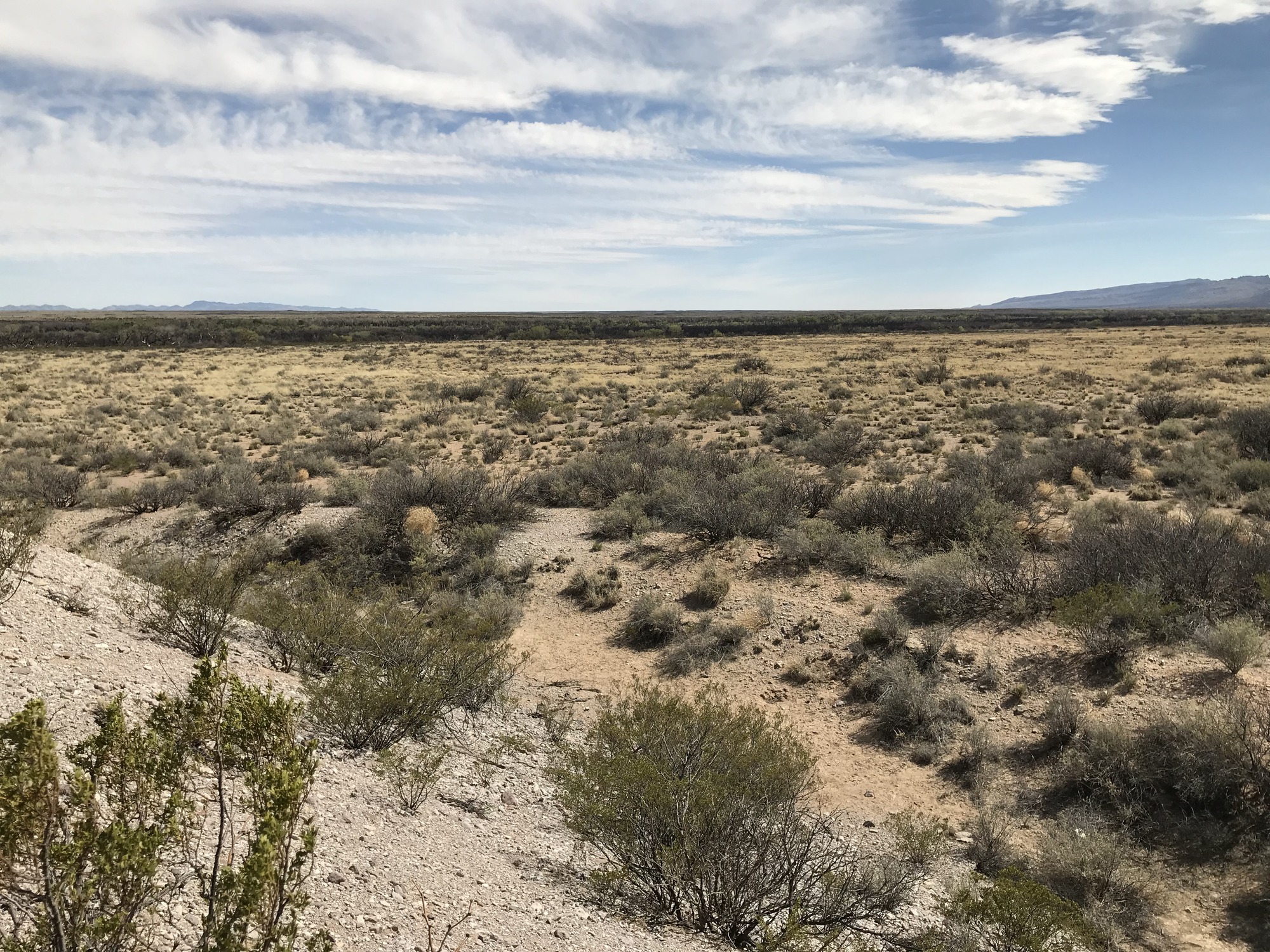 A view of a desert area with bushes and grasses.