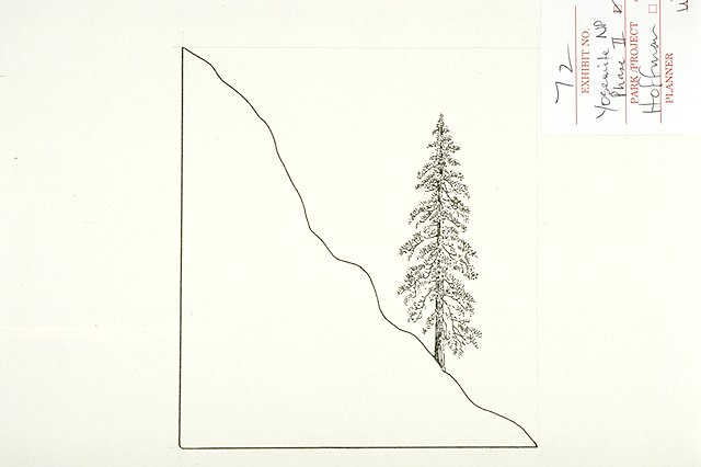 Diagram showing California Red fir distribution. California Red firs, the largest species of true fir, are most commonly between 6,000-10,000 feet above sea level.