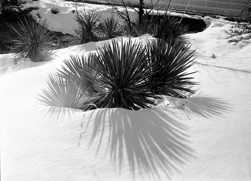 Yucca in snow.
