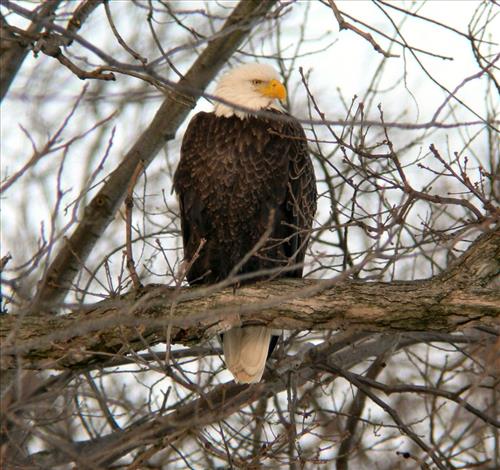 Bald eagles nesting at Pinery Narrows 1