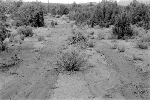 BW photo of the 1937 grazing study 35MM.
