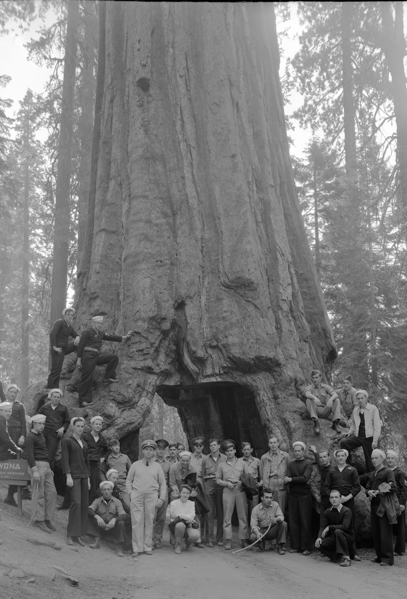 Sailors in the Wawona Tunnel Tree. Miss Finch, nurse, in center.