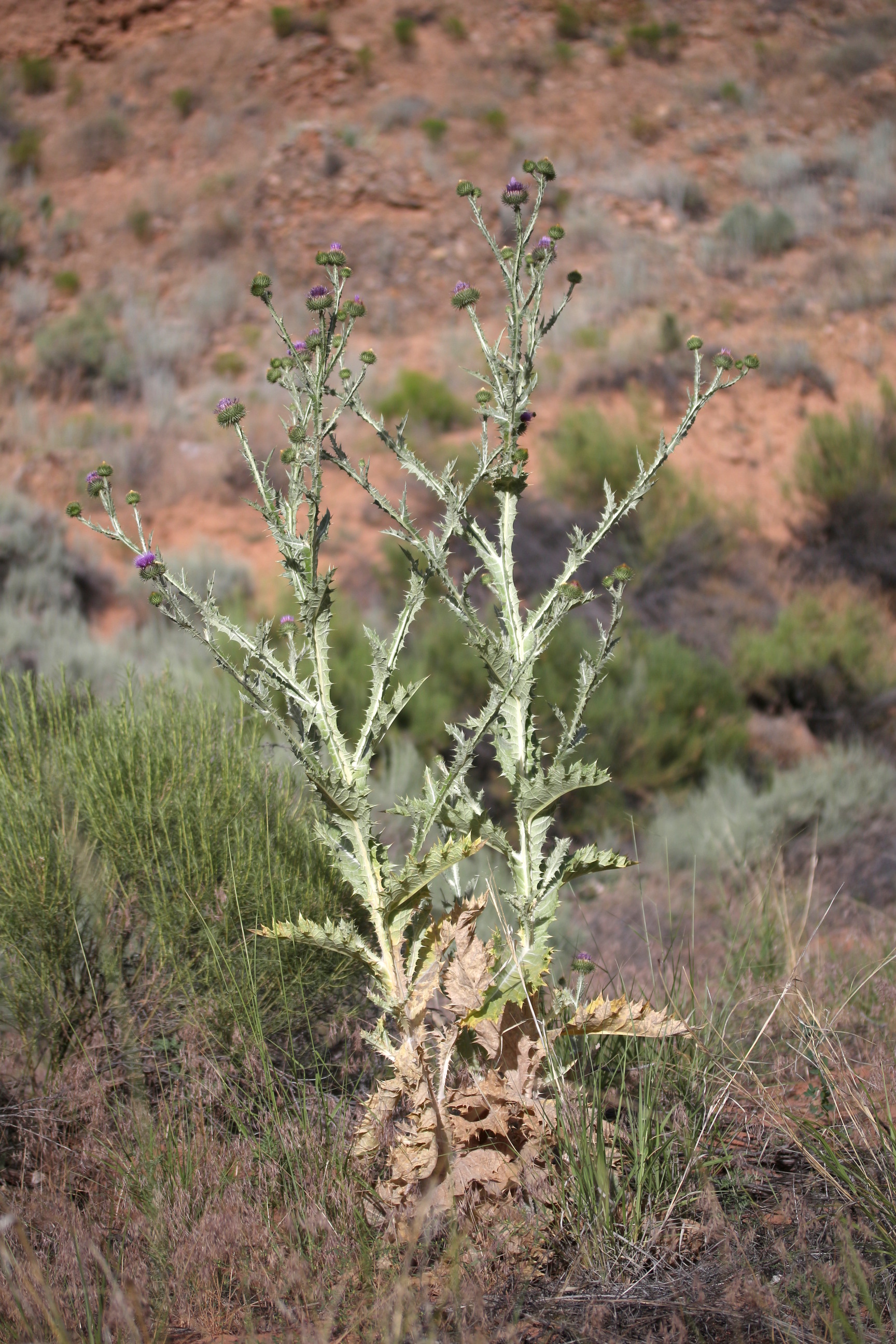 Onopordum acanthium, Scotch thistle