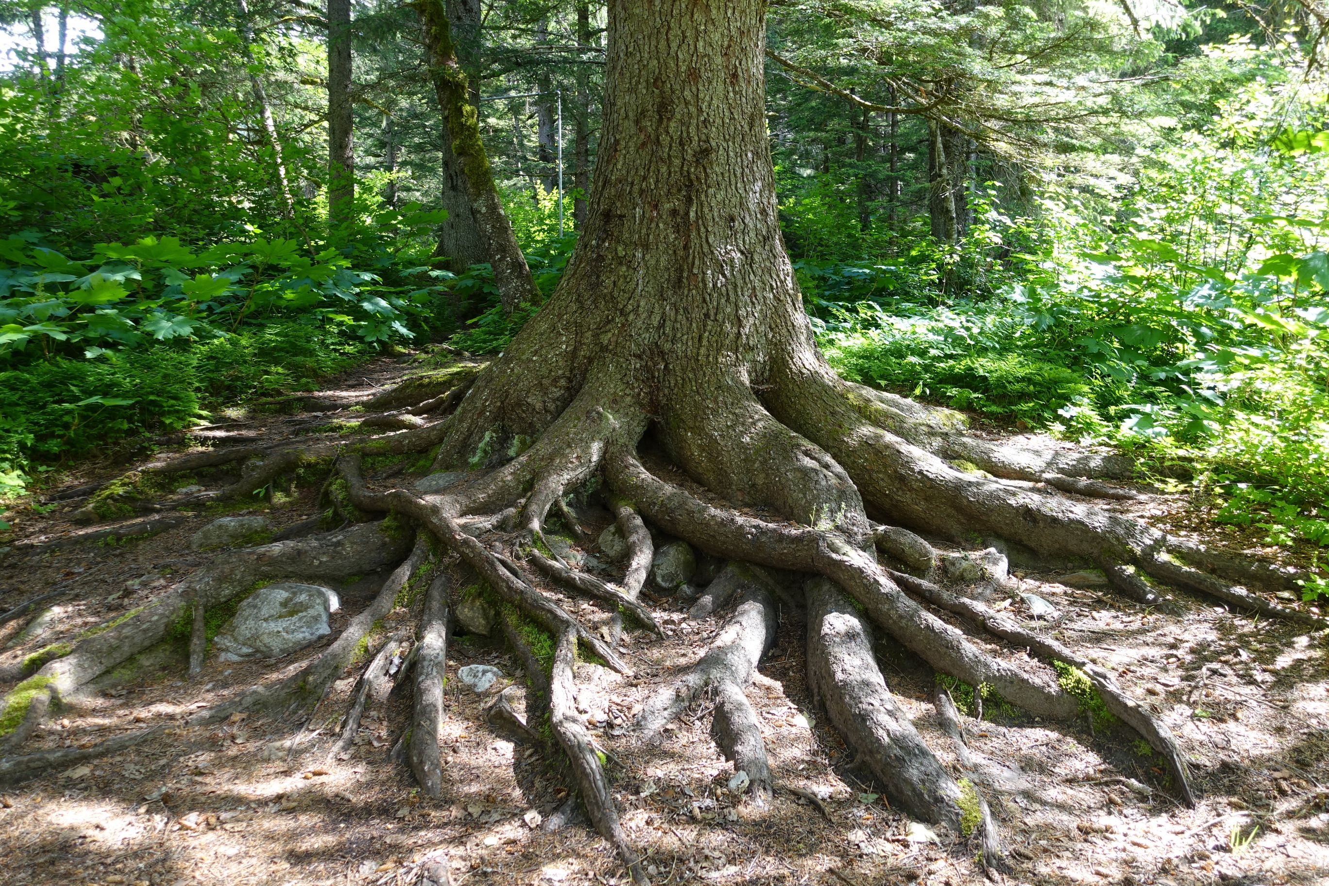 A large tree with exposed roots.