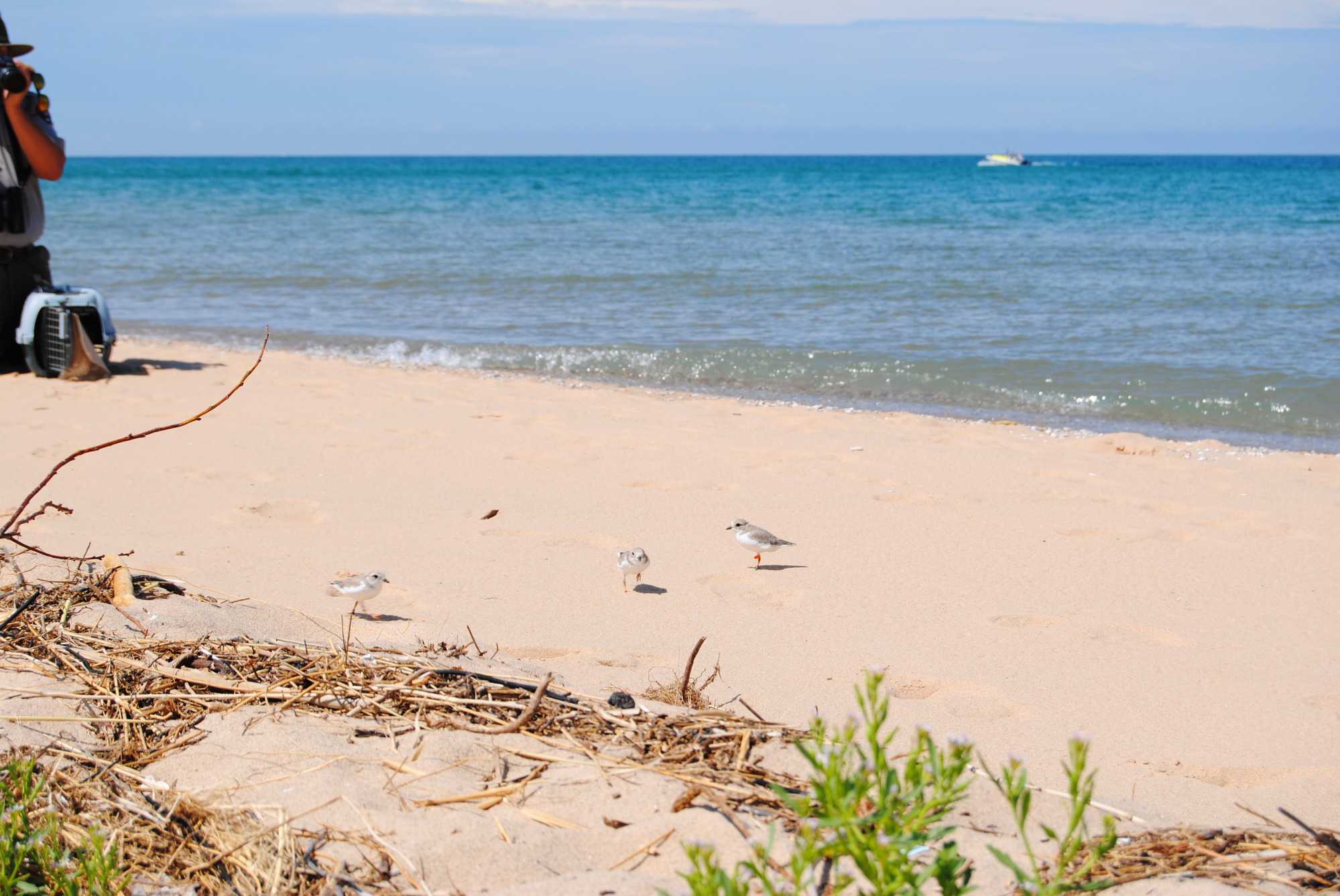 Three blurry young adult piping plovers in the sand, to the left a cage they were recently released from. 