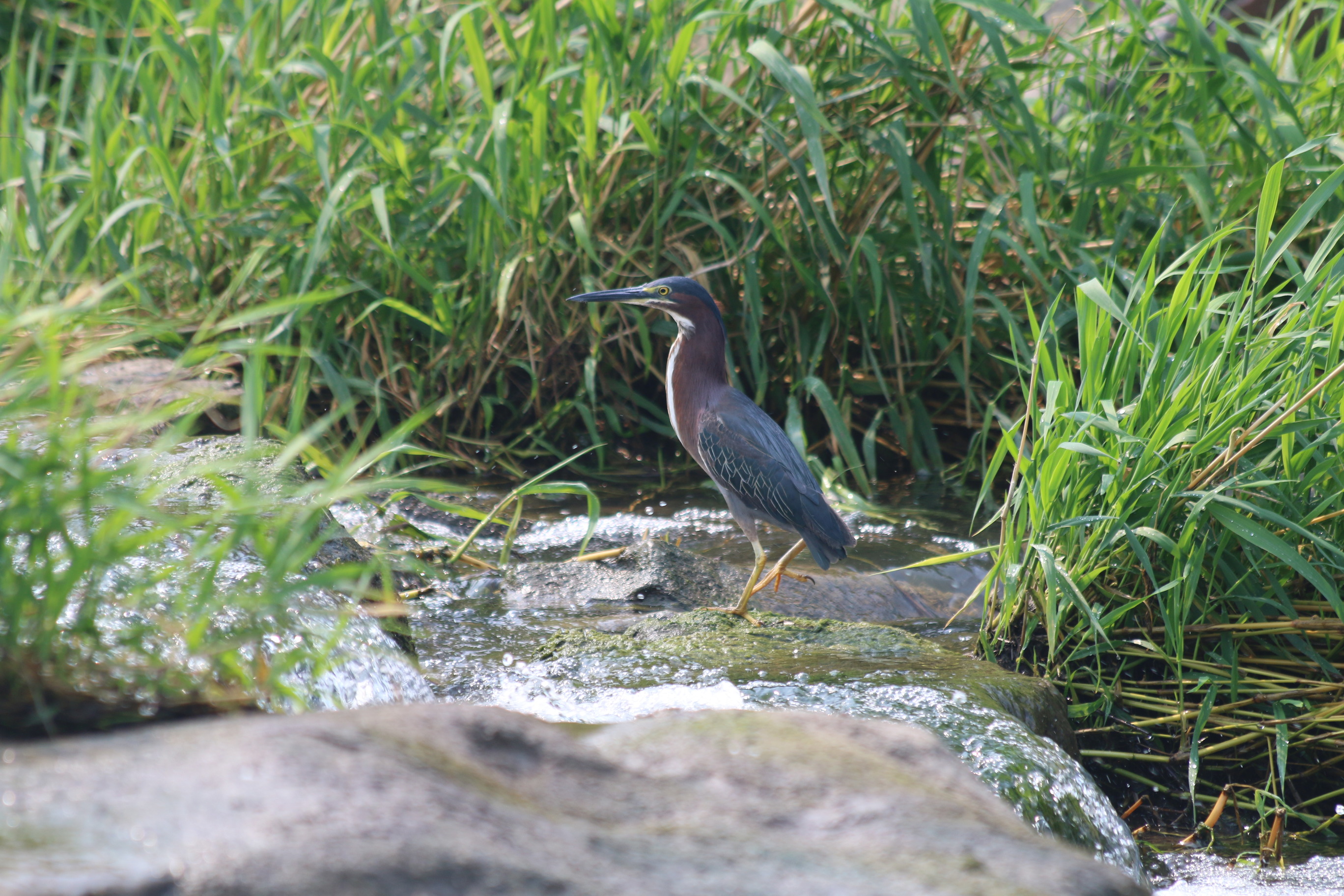 Green heron walks along rocks on Pipestone Creek