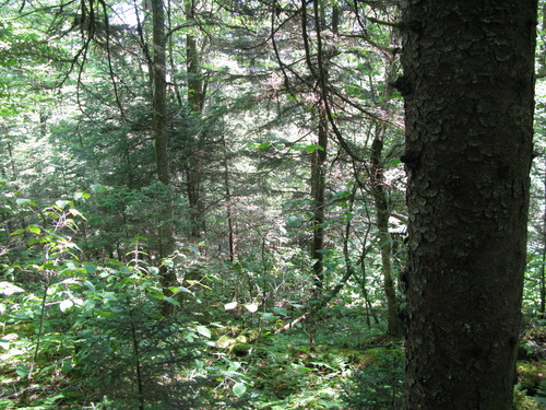 GRSM Accuracy Assessment. Plot Code: GRSM_AA_0148_3