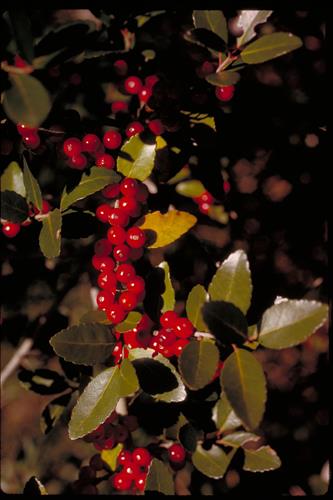 Cape Hatteras National Seashore, North Carolina