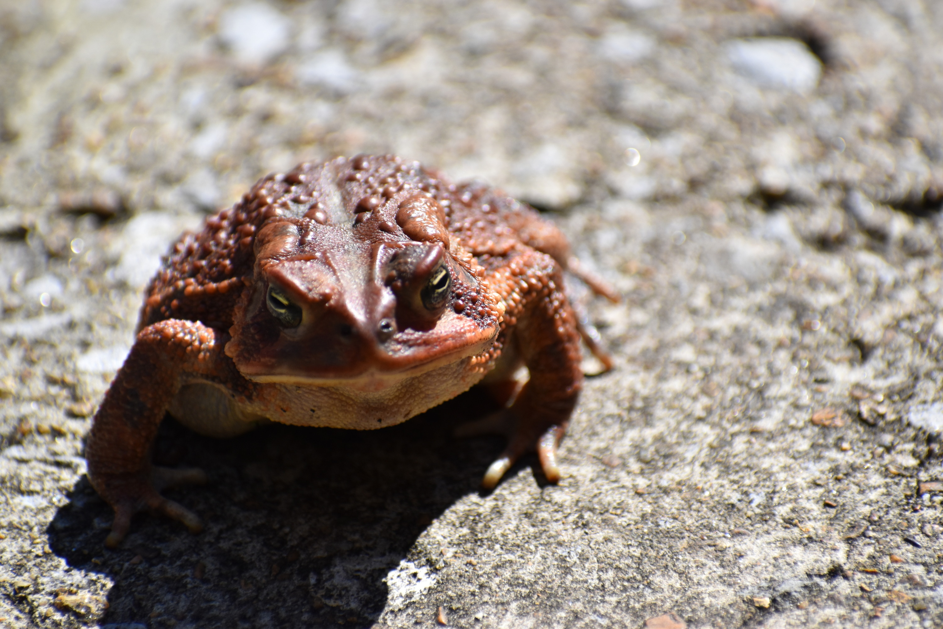 American toad on the sidewalk
