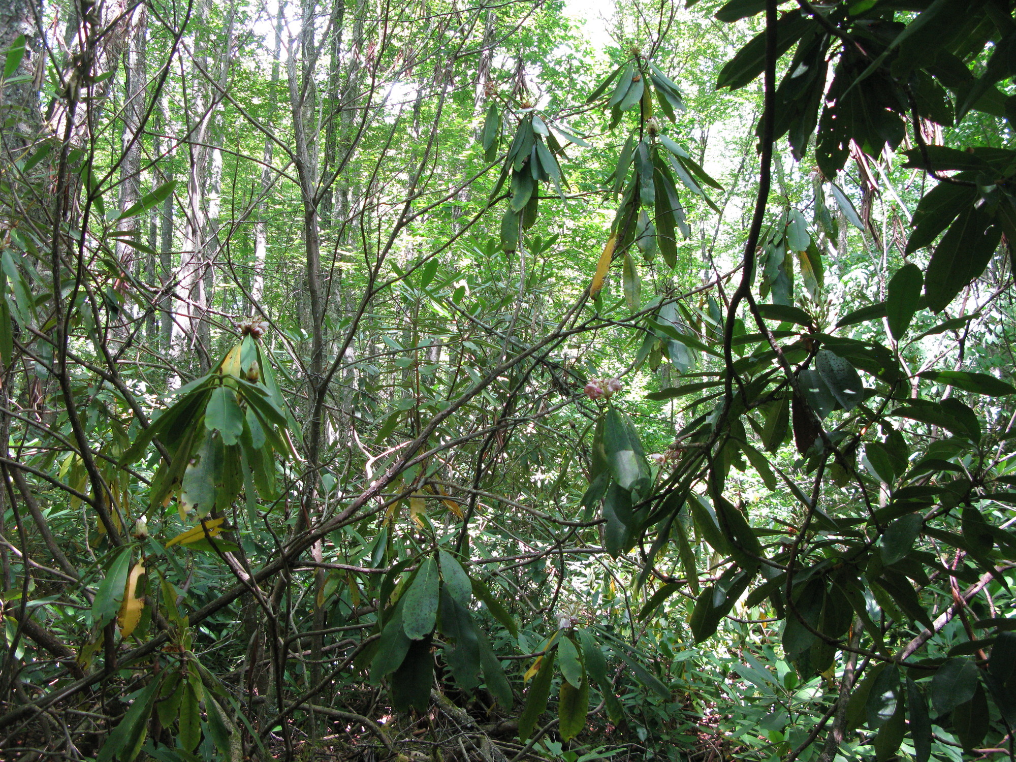 GRSM Accuracy Assessment. Plot Code: GRSM_AA_0197_6