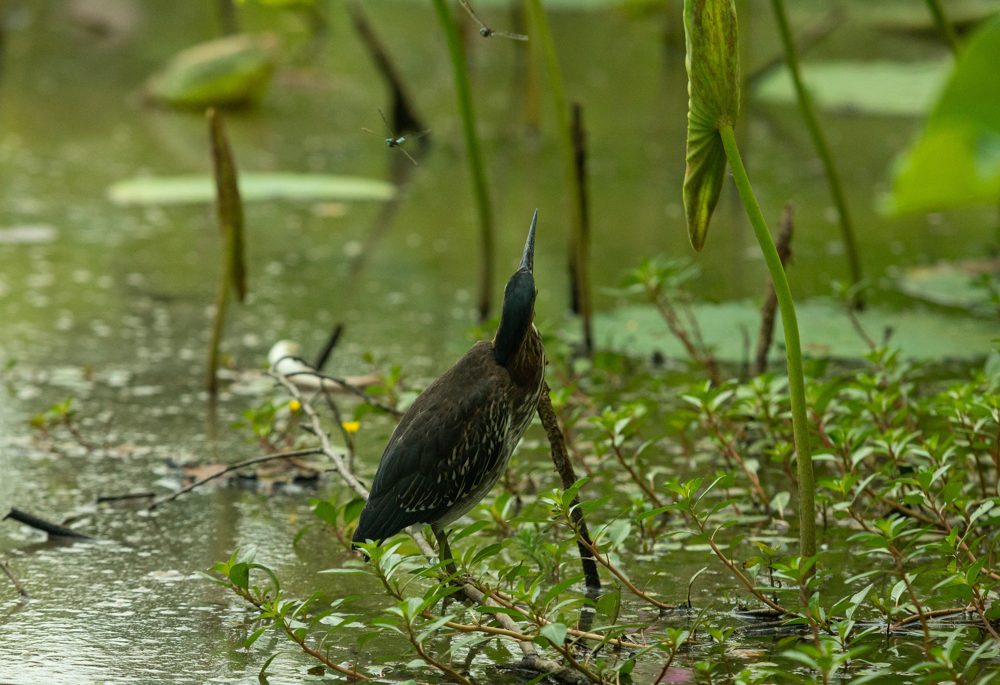 A large bird stands in a tidal pool surrounded by green plants. He looks away from the camera towards two approaching dragonflies overhead. 