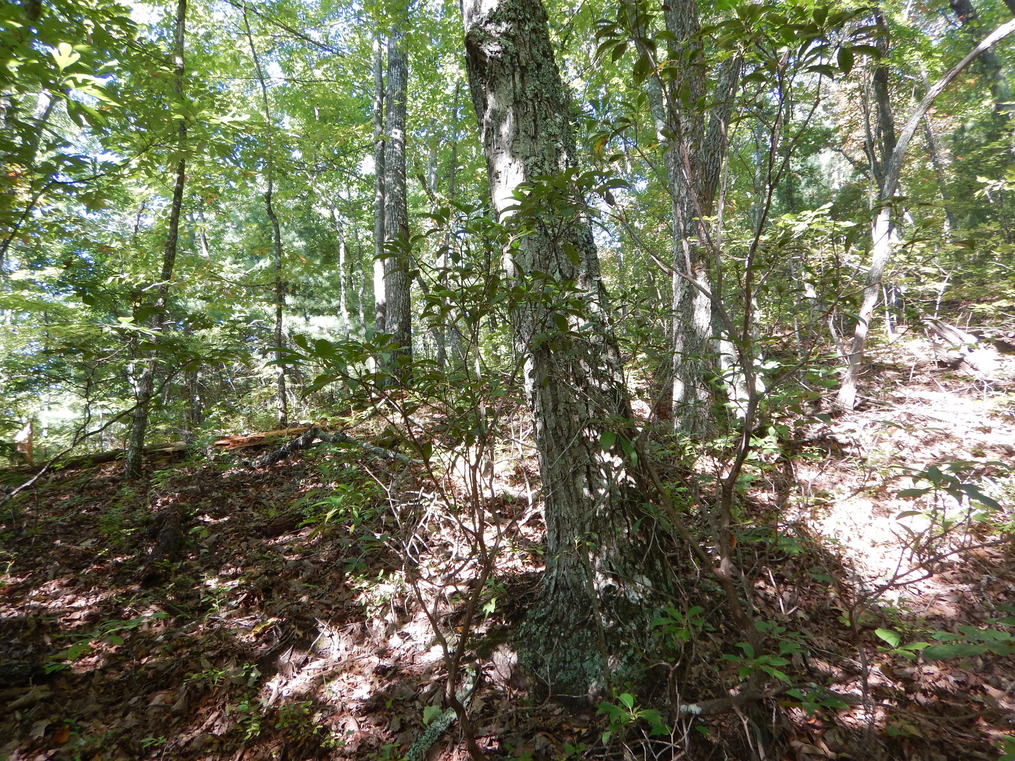 GRSM Accuracy Assessment. Plot Code: GRSM_AA_0672_5