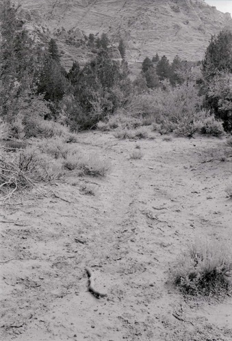 BW photo of the 1937 grazing study 35MM.