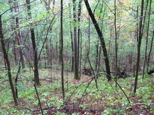 GRSM Accuracy Assessment. Plot Code: GRSM_AA_0209_6