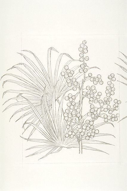 enlargement detail of leaves and berries of a Saw palmetto tree