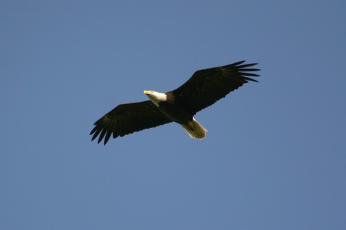 An adult eagle flies high up in the sky. The photo is taken from below, and the eagle is directly centered in the frame. The dark brown wings of the eagle are contrasted by the stark white head and the dark blue sky behind the eagle. The eagles talons can be seen tucked beneath the white tail feathers.