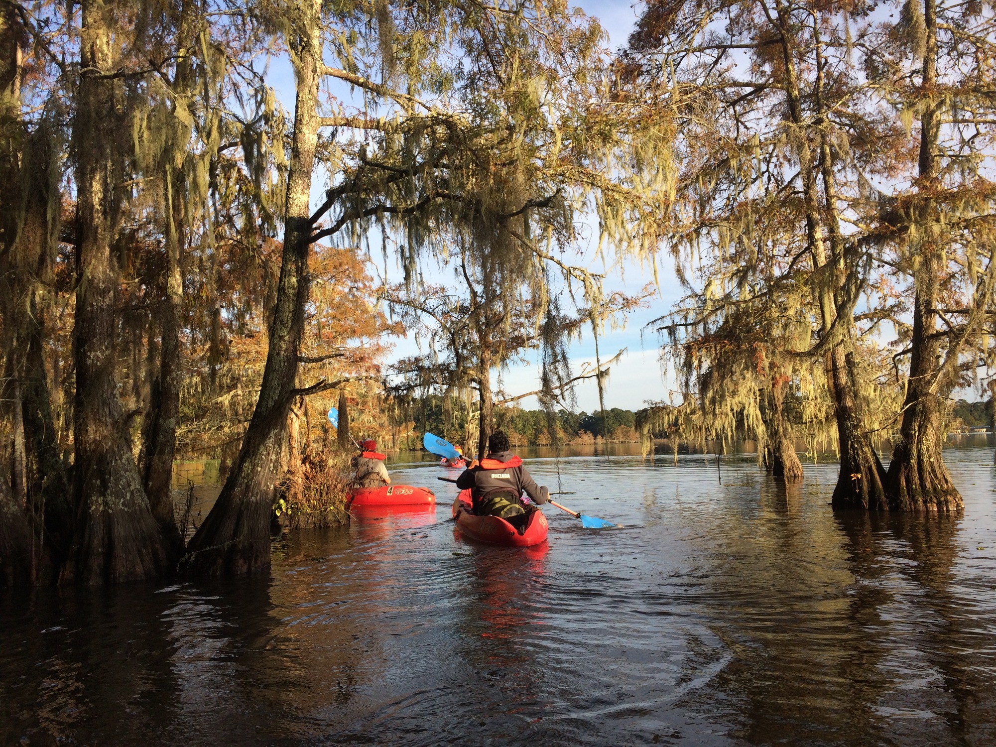 two kayakers paddling past cypress trees covered with Spanish moss in the afternoon